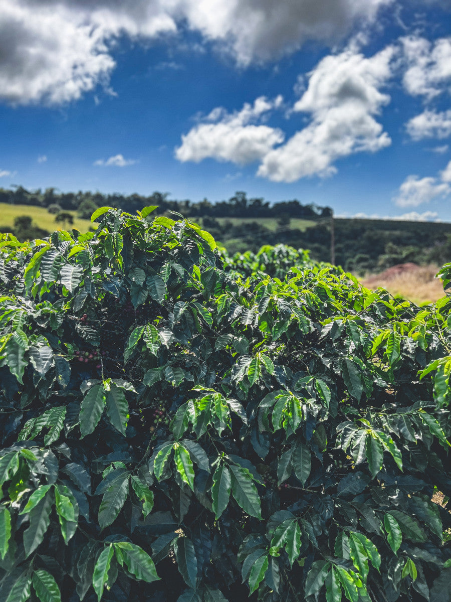 Brasil Mogiana Single Estate Espresso