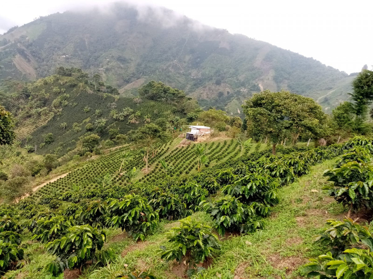 Colombia Huila La Victoria